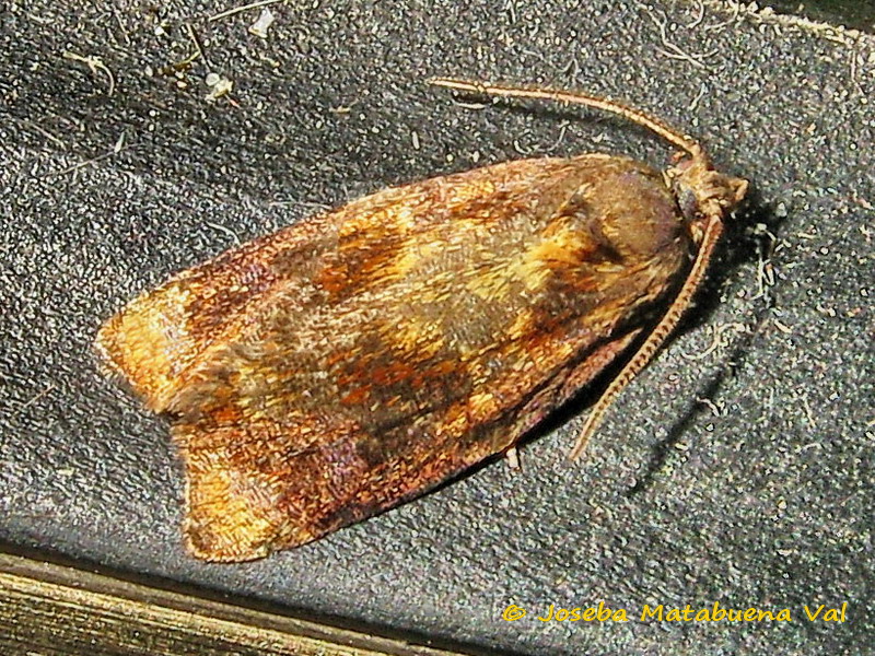 Falena da id - Ditula angustiorana, Tortricidae